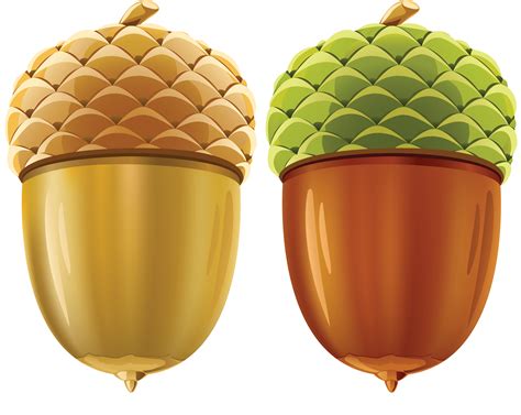 clip art acorn|acorn clip art transparent.